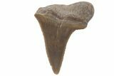 Bargain, Fossil Ginsu Shark (Cretoxyrhina) Tooth - Kansas #219174-1